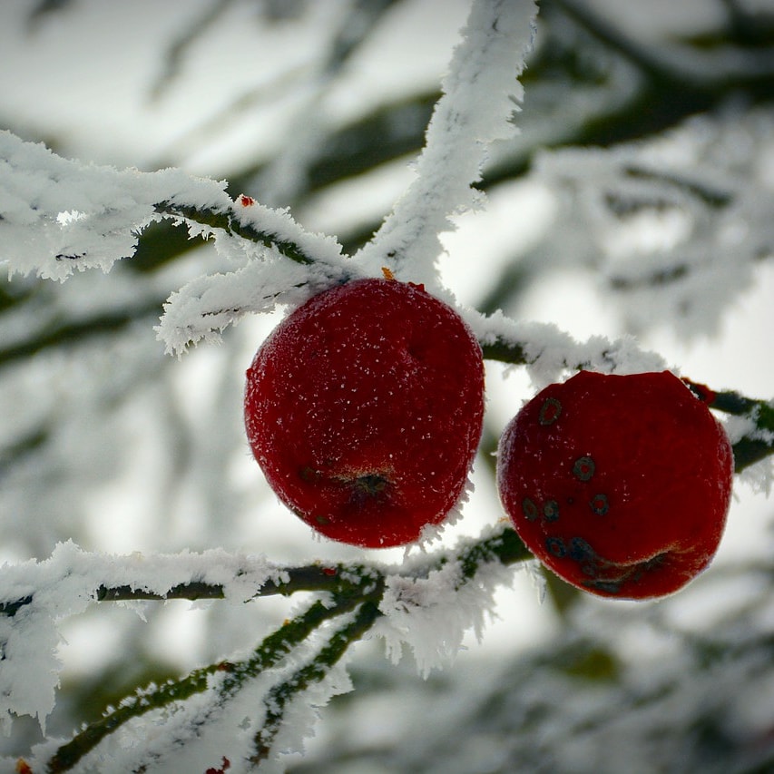 Winter Candy Apple Bundles